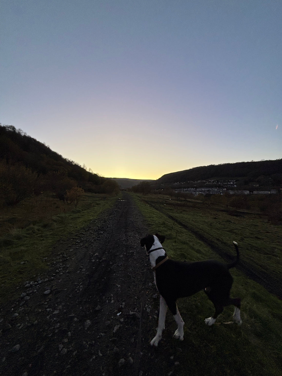 Moose looking out into the sunset.