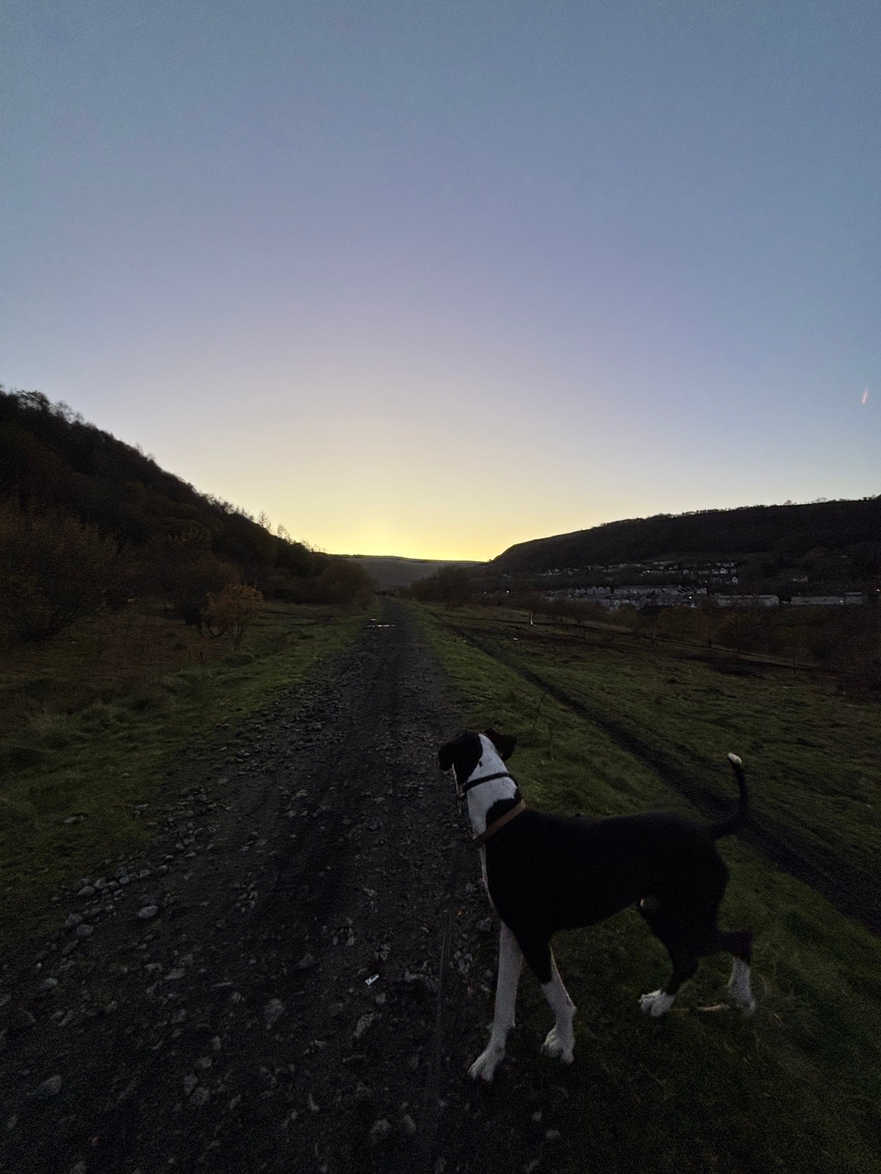 Moose looking out into the sunset.